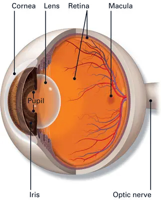 A diagram of the eye