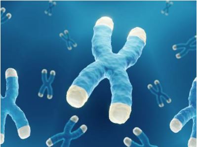 Telomeres